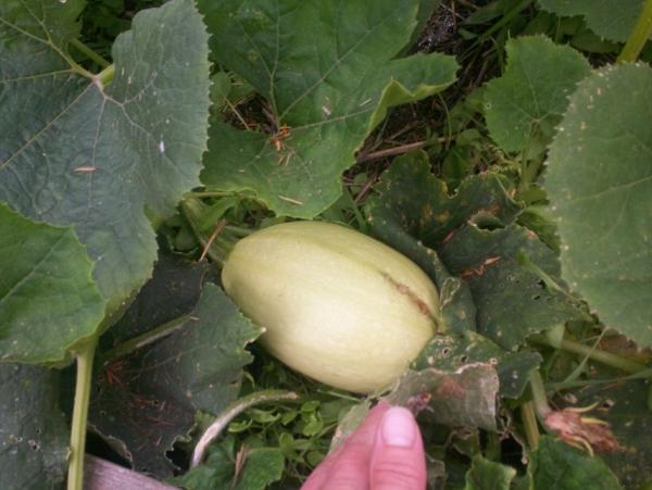 post-1083-0-04353900-1410230149_thumb.jp