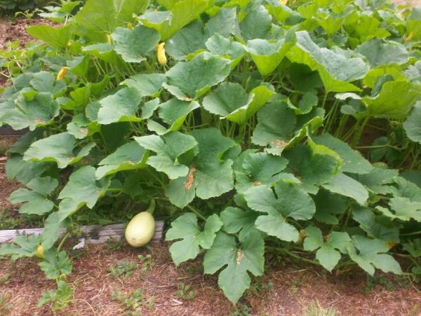 post-1083-0-16292800-1410230187_thumb.jp