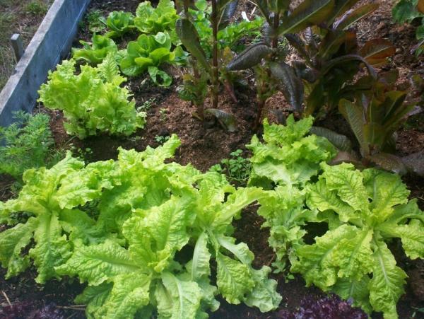 post-1083-0-22242500-1410285102_thumb.jp