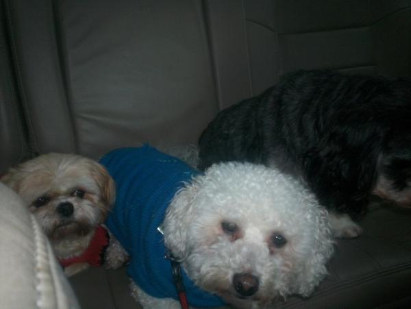 post-1083-0-40257500-1411486792_thumb.jp