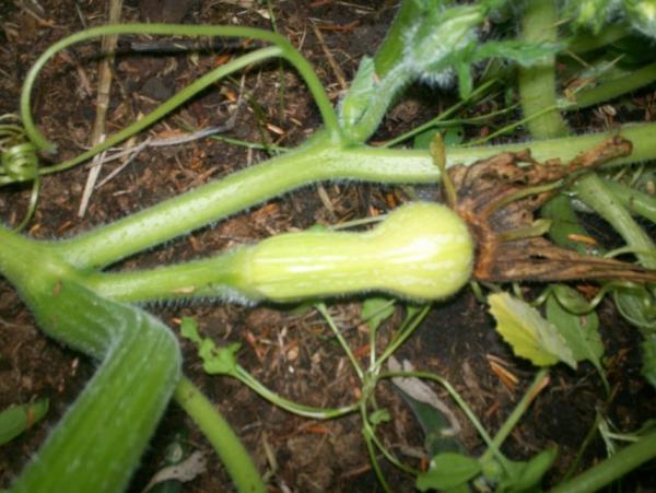 post-1083-0-48666800-1410285141_thumb.jp