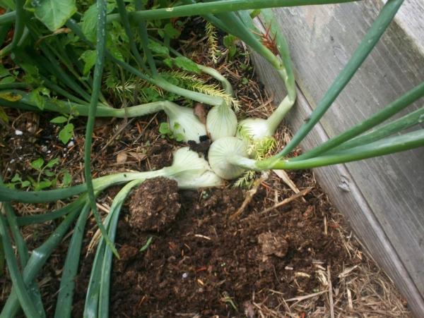 post-1083-0-61134000-1410285115_thumb.jp