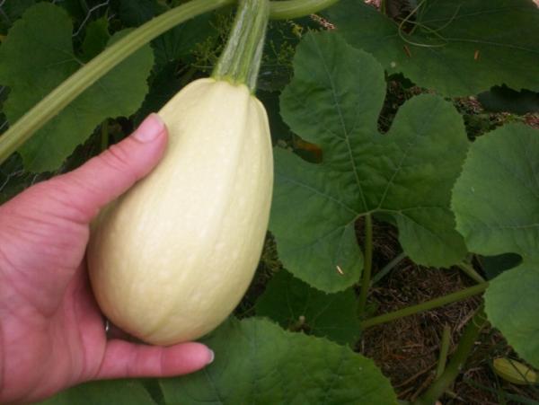 post-1083-0-73430100-1410230220_thumb.jp