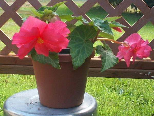 post-1083-0-75391500-1410285059_thumb.jp