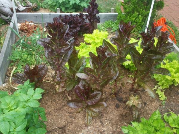 post-1083-0-76126100-1410230231_thumb.jp