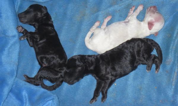 post-2310-0-08220600-1411831059_thumb.jp