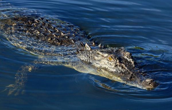 post-4085-0-29626400-1412059955_thumb.jp