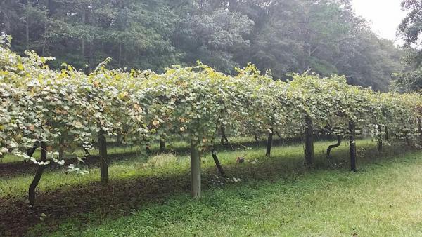 post-1550-0-82589500-1443469429_thumb.jp