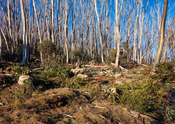 post-4085-0-36701200-1441458679_thumb.jp