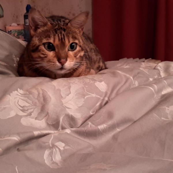 post-5482-0-70361000-1442518230_thumb.jp