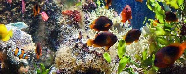 post-5984-0-06939400-1441956624_thumb.jp