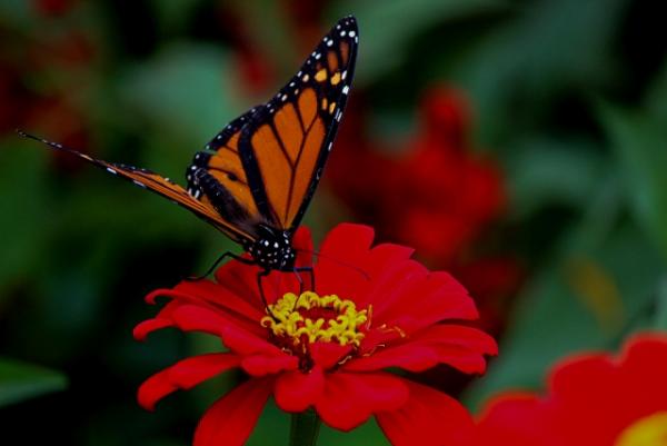 post-5984-0-87215700-1441954760_thumb.jp