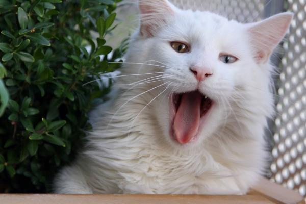 post-6389-0-47828400-1442654696_thumb.jp