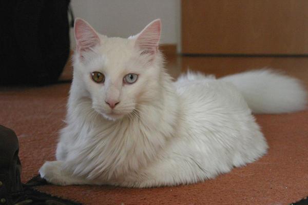 post-6389-0-99078400-1442654672_thumb.jp