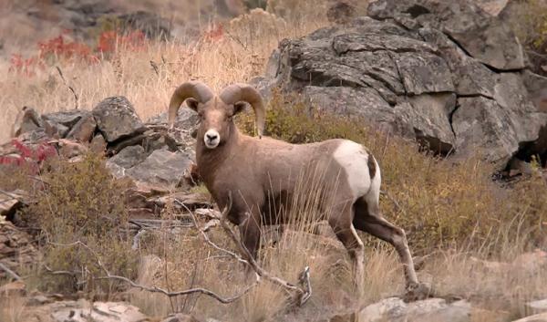 post-2074-0-30585200-1383007725_thumb.jp