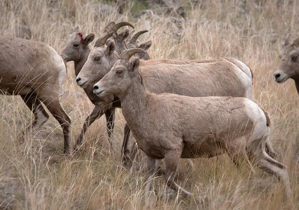 post-2074-0-31028000-1383009657_thumb.jp