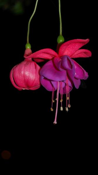 post-1971-0-19287100-1412954378_thumb.jp