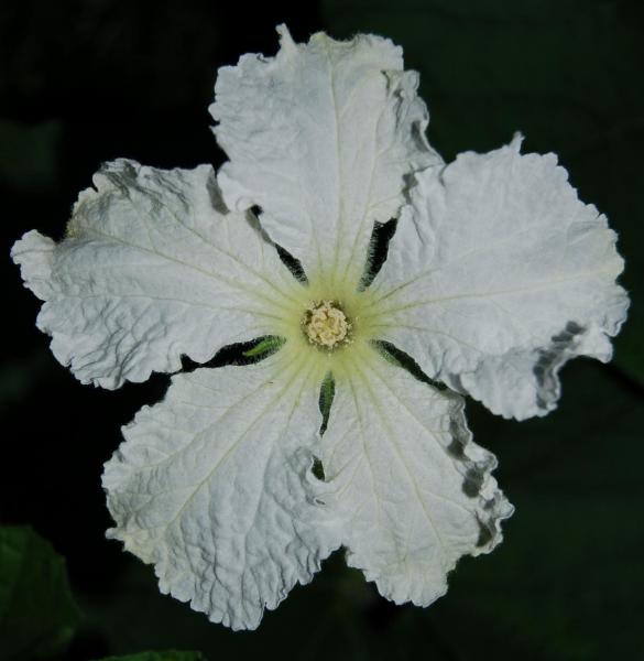 post-1971-0-66980400-1412954466_thumb.jp