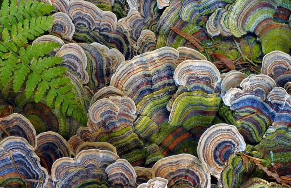 post-2074-0-10003200-1413522471_thumb.jp