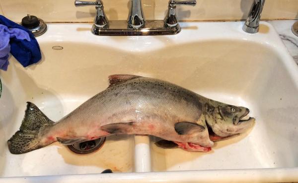 post-2074-0-52006000-1444685460_thumb.jp