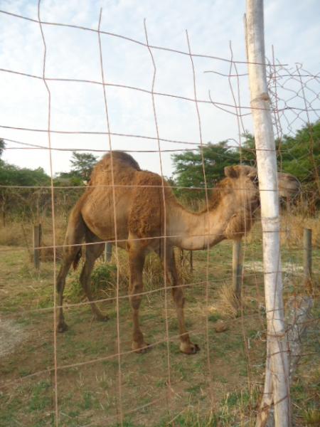 post-2832-0-95025100-1383732163_thumb.jp