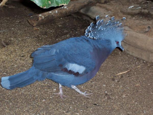 post-1418-0-26777600-1414856562_thumb.jp