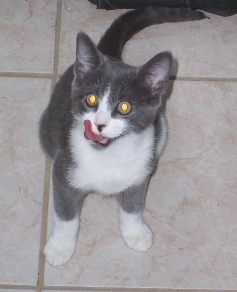 post-1418-0-93551400-1414856709_thumb.jp