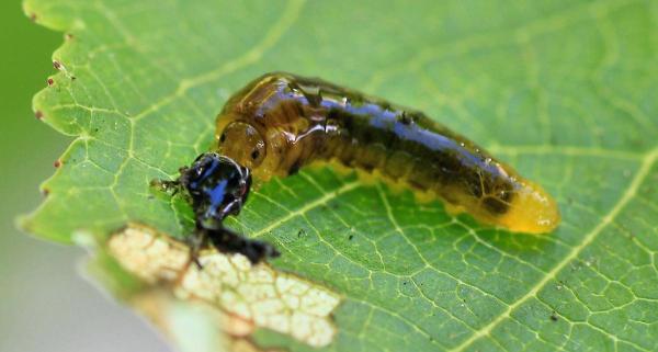 post-4085-0-47213600-1416370270_thumb.jp