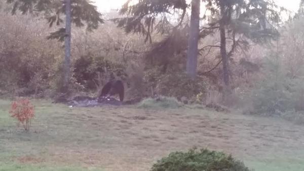 post-1083-0-54244900-1446834840_thumb.jp