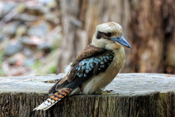 post-4085-0-17275600-1419411362_thumb.jp