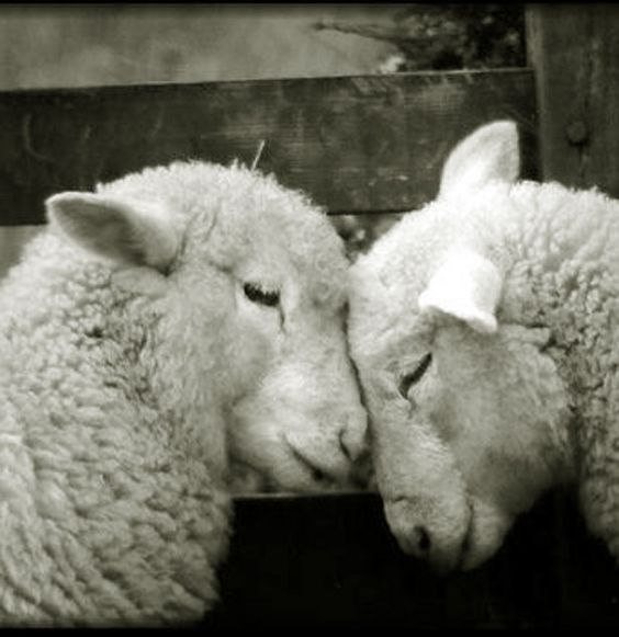 56b7903b2680f_Sheeptosheep.jpg.b0ddfa773