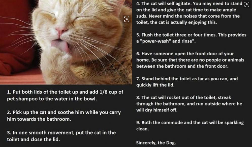 Cat Bath-dog version.jpg