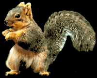 Squirrel_dance.gif.75db4bd156da7cf4a90e6
