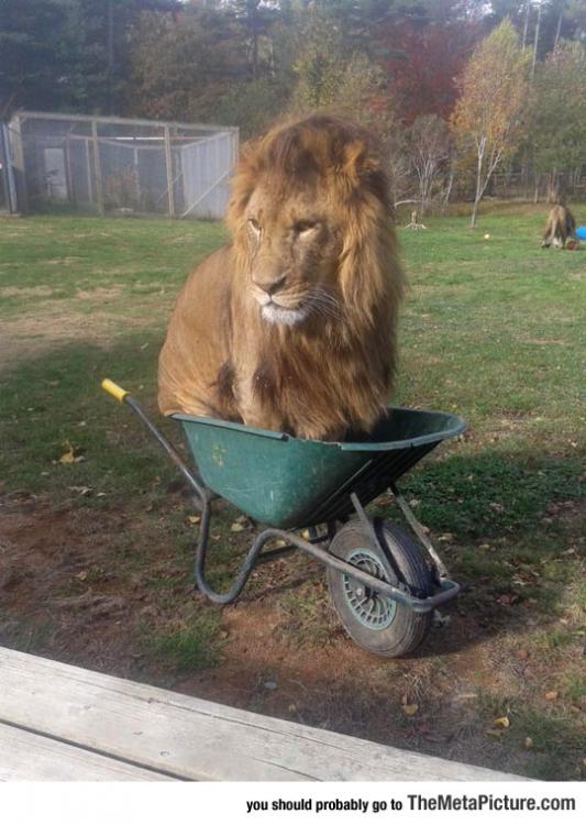 funny-lion-sitting-fits-sits.jpg