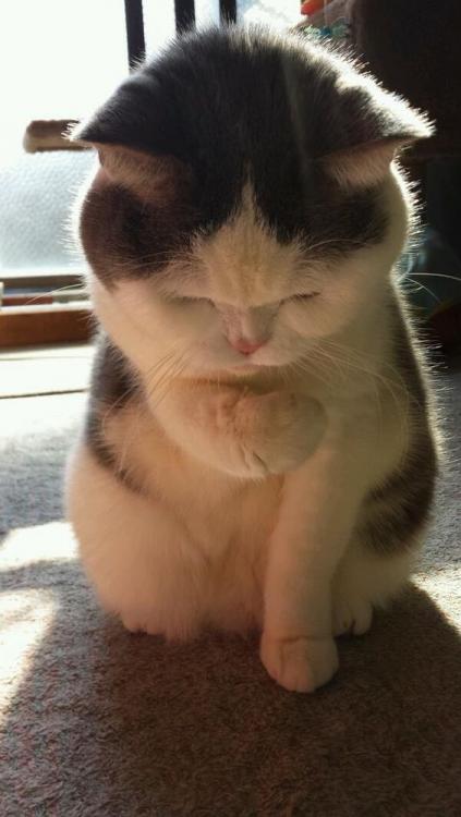 Praying cat.jpg