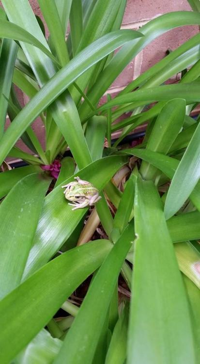 frog in my garden.jpg