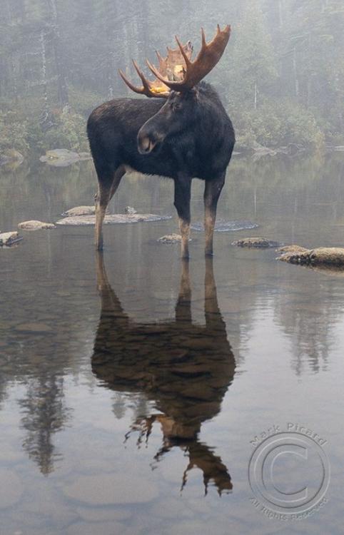 Moose.jpg