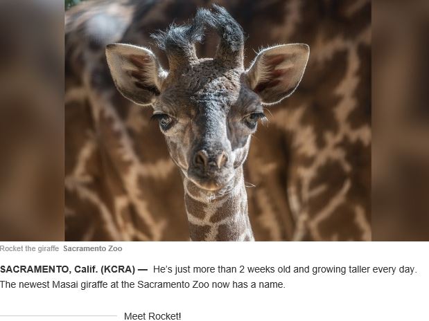 Rocket.JPG.d8c7cbcf55de500c10c63e63f4869