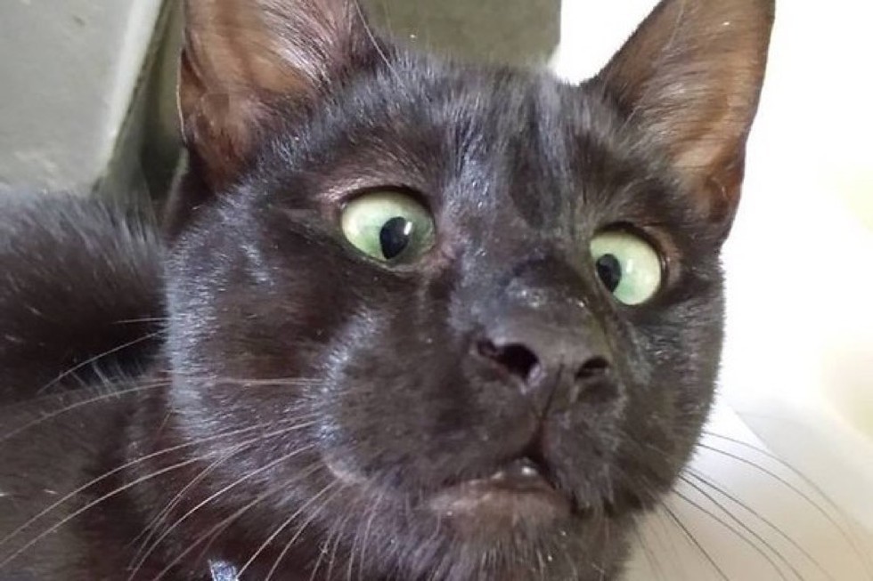 crosseyed.jpg.827242405873f194c321fb3e90