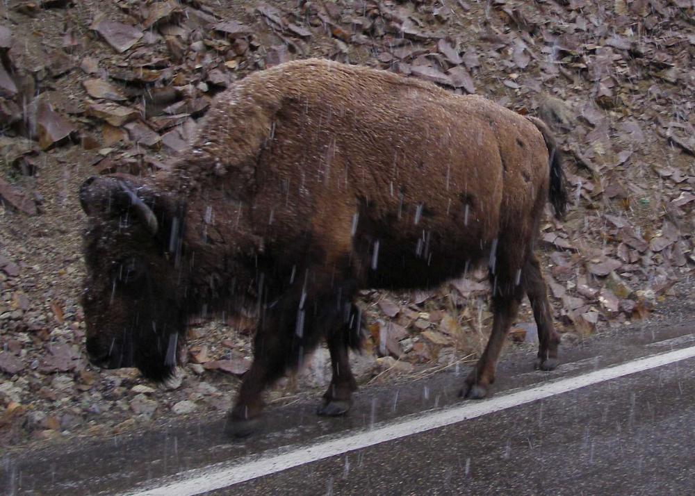 290416snowcoveredbison.jpg