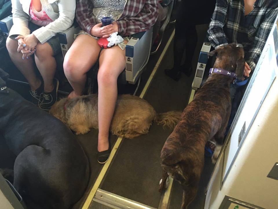 dogs on planes.jpg