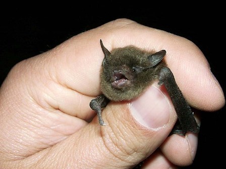 Thats not a bat.jpg