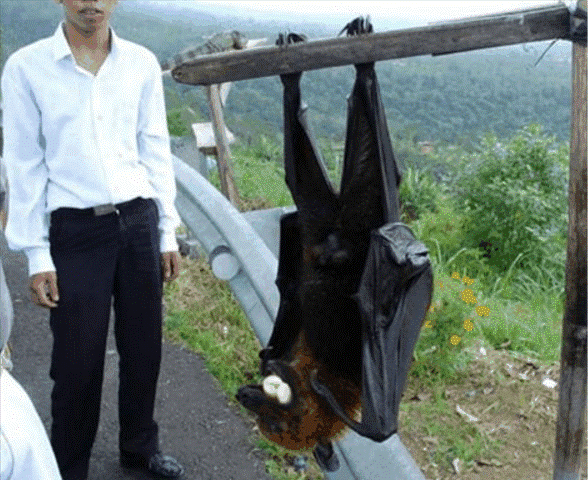 This heres a BAT.jpg.gif