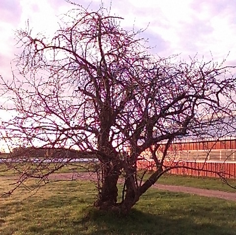 Our Gnarly Old Plum Tree.jpg
