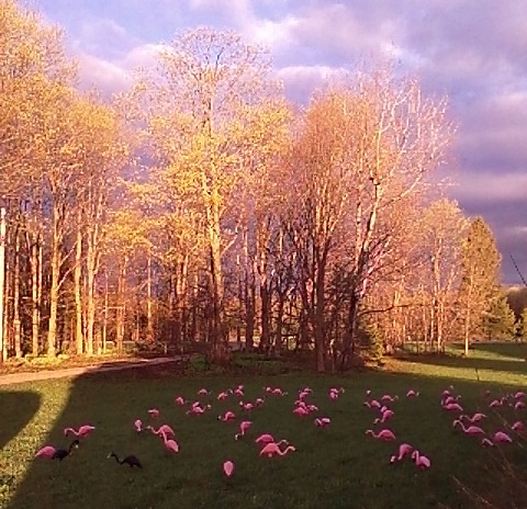Tree buds opening.jpg
