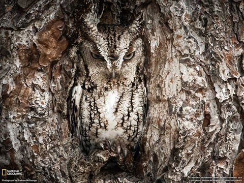owl hide out.jpg