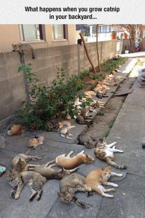 post catnip home party.jpg