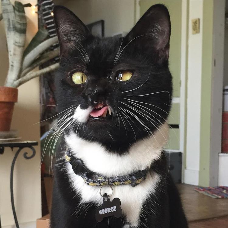 george.thumb.jpg.0762b68189e4c6623c6342c