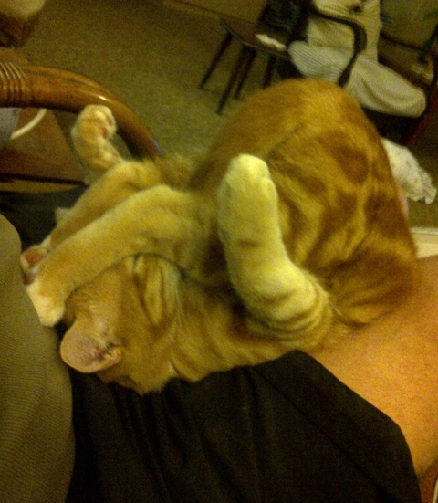 Kitty yoga class.jpg