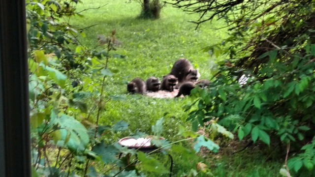 Family of furry visitors.jpg